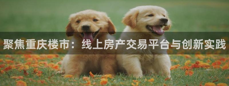 新宝5内部：聚焦重庆楼市：线上房产交易平台与创新实践