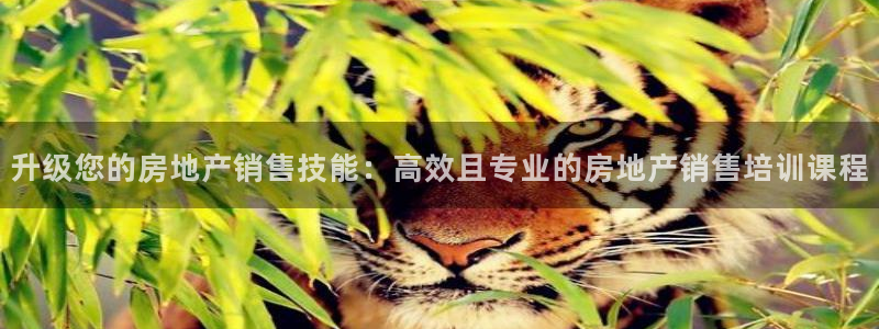 新宝5官方登录入口：升级您的房地产销售技能：高效且专业的房地