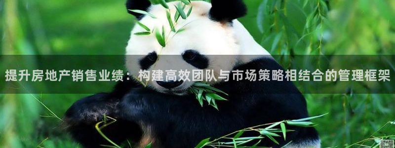新宝5娱乐然：提升房地产销售业绩：构建高效团队与市场策略相结