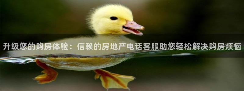 新宝5黑彩：升级您的购房体验：信赖的房地产电话客服助您轻松解